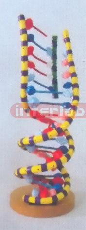 DNA CHEAPER DNA-MODEL